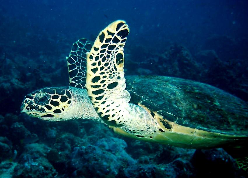 Eriyadu, Eriyadu,Eurodivers,Malediven,Meeresschildkröte