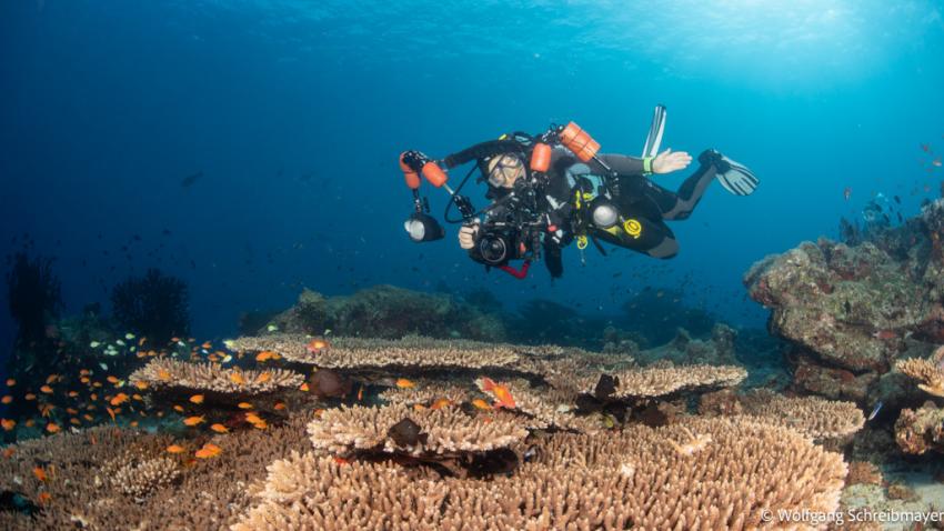 Tischkorallen, Omadhoo; Ari Atoll Divers, Ari Atoll Divers, Malediven