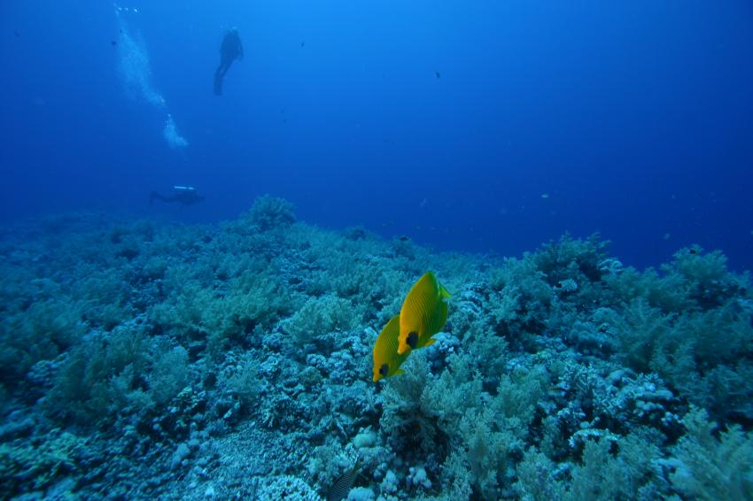 Elphinstone Reef - Fotos von 2 Tauchgängen, Elphinstone Reef (Marsa Alam),Ägypten