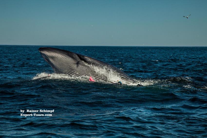 Dive Expert-Tours,  Port Elizabeth, Südafrika