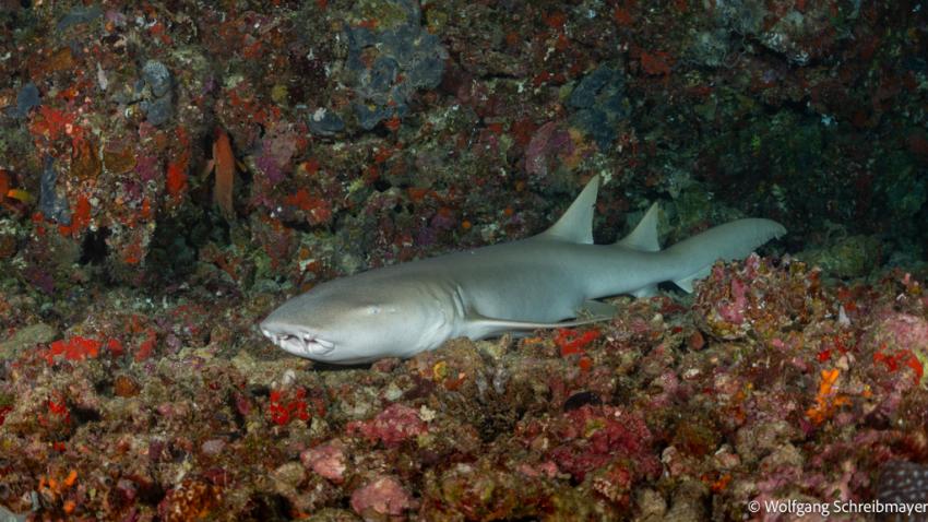 Ammenhai (Nebrius ferrogineus)