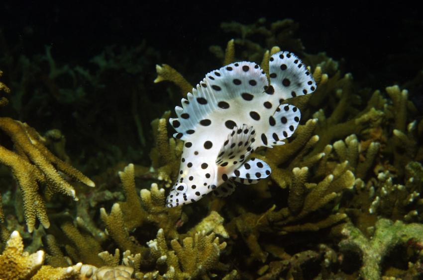 Diverse Tauchplätze. Unterkunft/Tauchschule Bastianos Resort, Lembeh, Lembeh Strait,Nord Sulawesi,Indonesien,Paddelbarsch