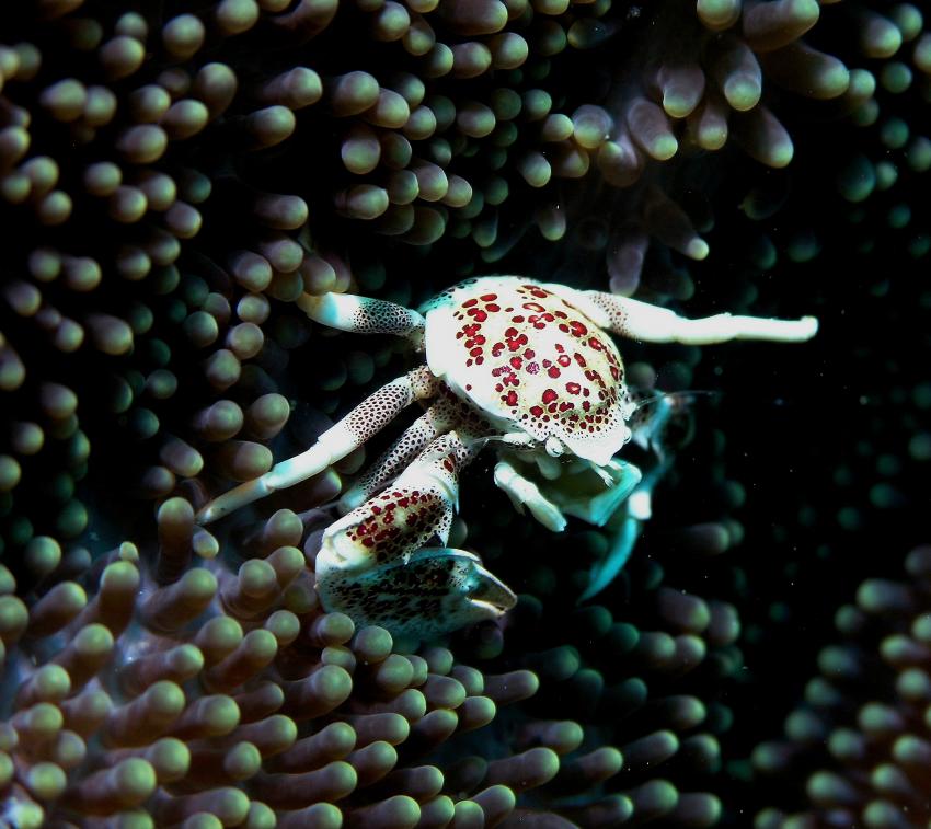 Bohol, Bohol,Philippinen,Krabbe,Porzellankrabbe,Anemone