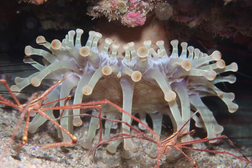 Fuerteventura Buceo Diving Center,  Jandia, Spanien, Kanaren (Kanarische Inseln)