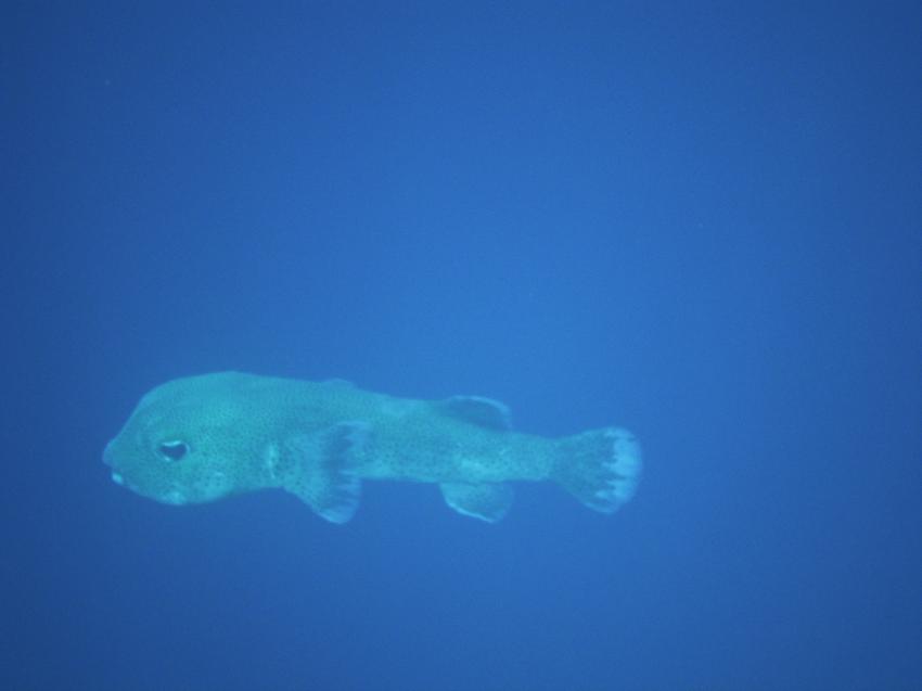 Hausriff Makadi Palace, Makadi Bay,Ägypten