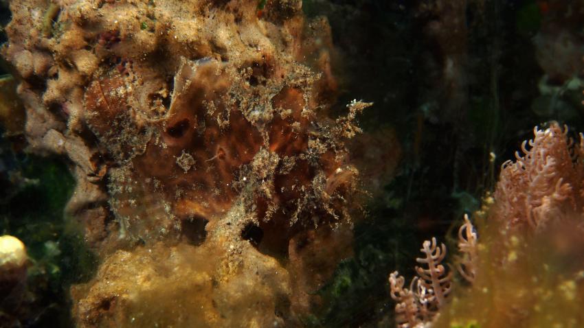 Frogfishmania Part 3, Lembeh Strait,Nord Sulawesi,Indonesien,Anglerfisch,Frogfisch