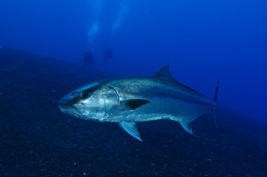 Extra Divers El Hierro, Spanien, Kanarische Inseln