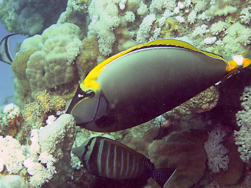 Brayka Bay, Brayka Bay,Ägypten