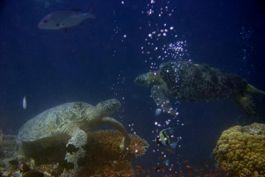 Sipadan, Sipadan,Malaysia,Meeresschildkröten,Pärrchen