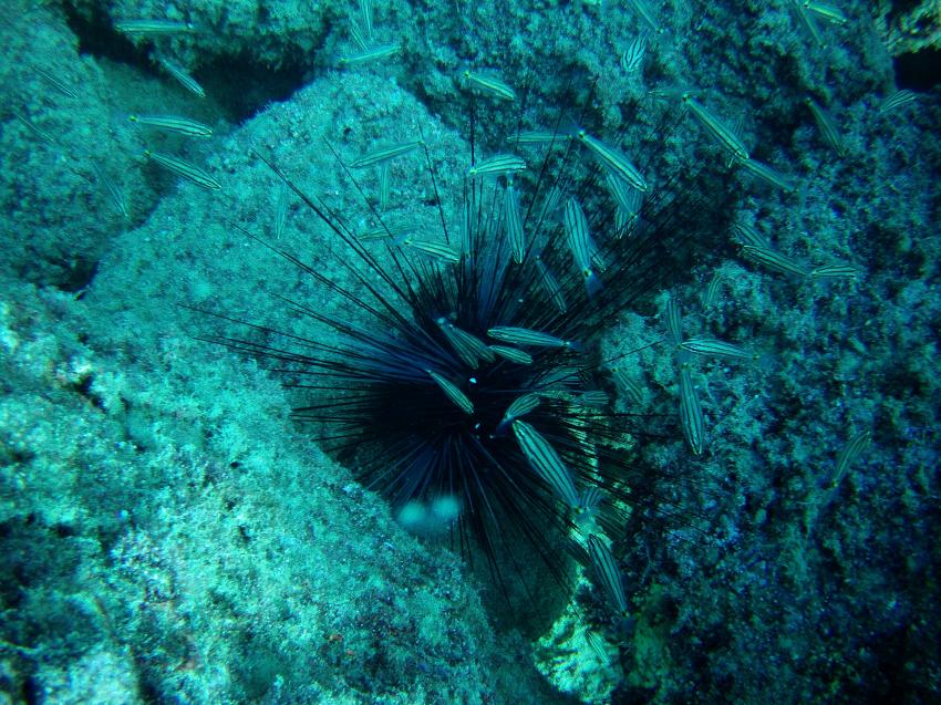 diadem seeigel, Pearl Diving Center, Antalya-Belek, Türkei