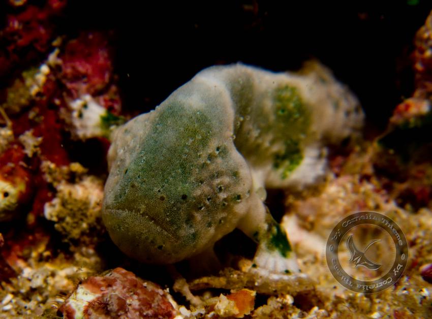 Blue Bay Divers 2010, Bangka/Sahaung,Indonesien,Schaukelfisch,unbekannt