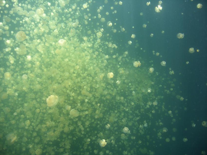 Jellyfish Lake, Jellyfish Lake,Palau