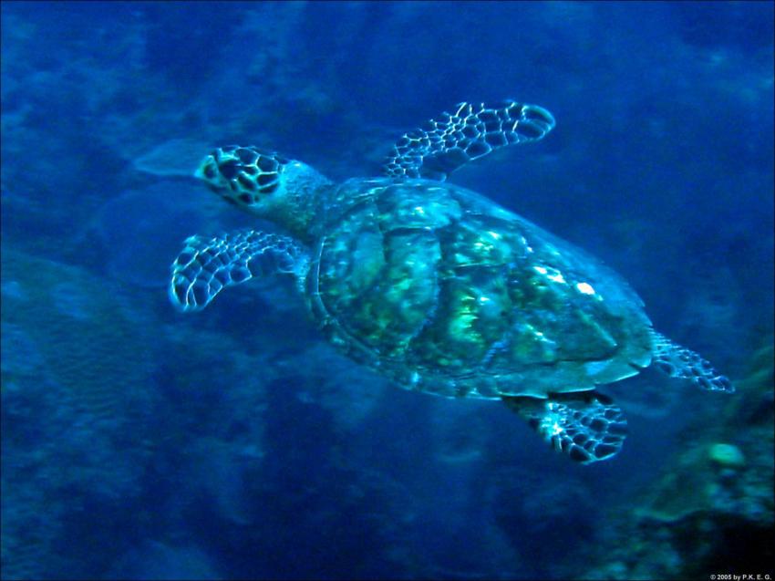 Insel Saba - Karibik, Saba,Niederländische Antillen