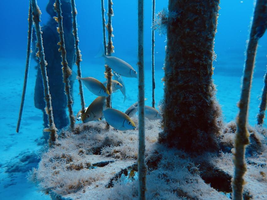 Q Divers, Agia Napa, Ayia Napa, Zypern