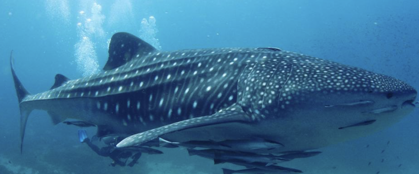 Blue flow Diving, Oman