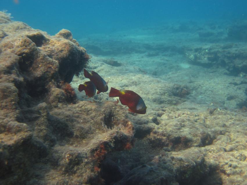 fish, karaburun   okurcalar     alanya,Türkei