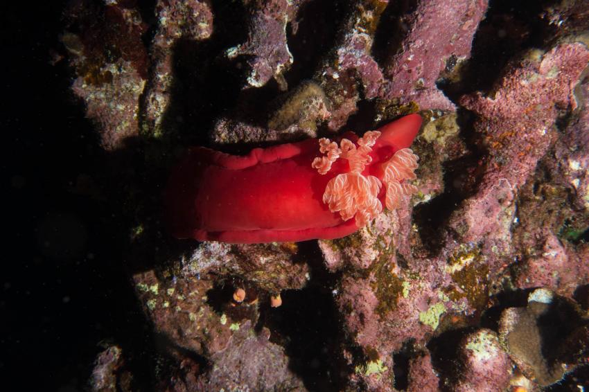 Fast eine Garantie auf eine spanische Tänzerin am Hausriff beim Nachttauchgang, diving.DE Flamenco, Ägypten, El Quseir bis Port Ghalib