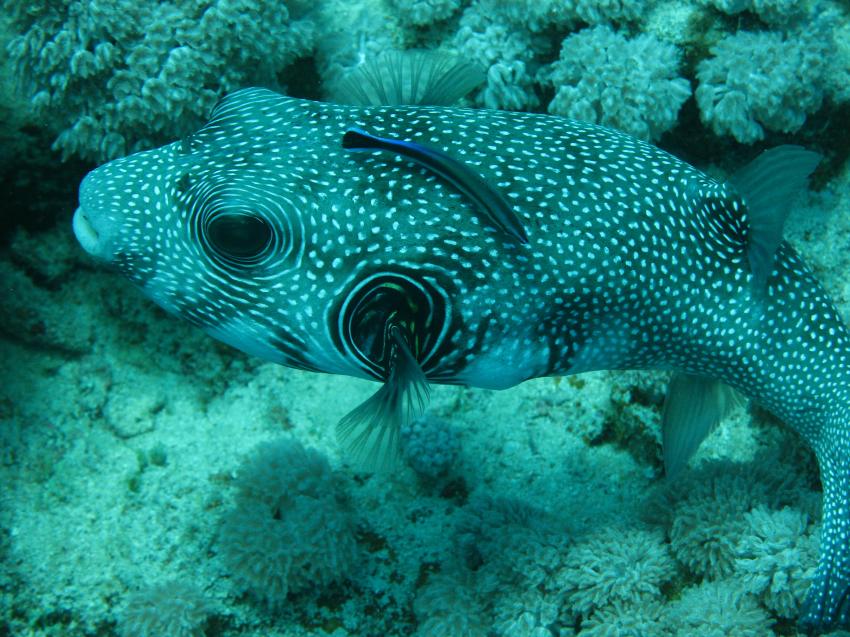 Hausriff, Marsa Alam - allgemein,Ägypten