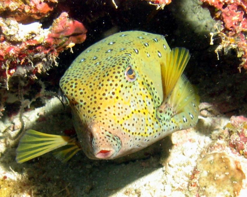 Embudu / Süd Male Atoll, Embudu,Malediven,Gelber Kofferfisch