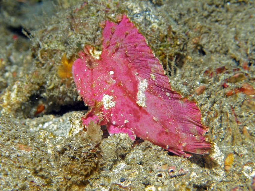 Bali Padangbai WaterWorx, Padang Bai,Bali,Indonesien,Drachenkopf,Indianerfisch,pink