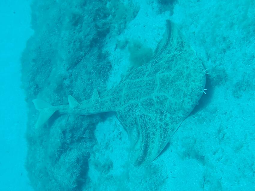 Angel Shark in front of Flamingo Wall, Sharks, Dive College Lanzarote, Playa Blanca, Lanzarote, Spanien, Kanaren (Kanarische Inseln)