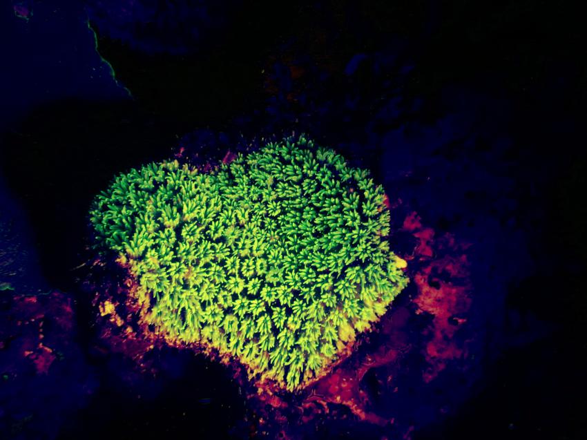 Fluo-Tauchgang, Euro-Divers Kagi Maldives, Malediven