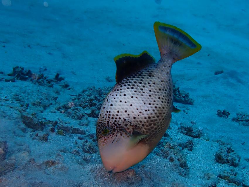 Atlantik Diving Center, Ägypten, El Quseir bis Port Ghalib