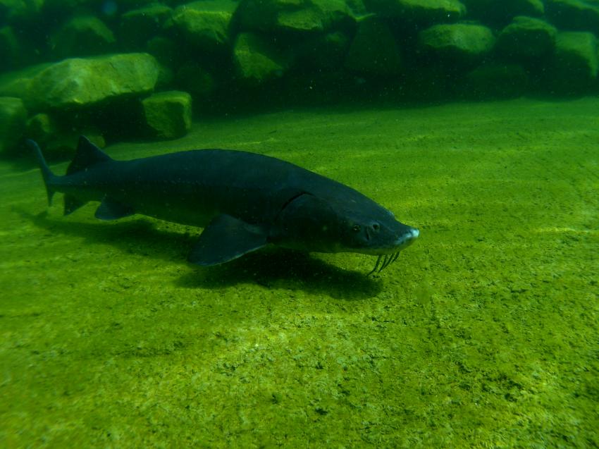 Ibbenbüren, Ibbenbüren,Unterwasserpark,Nordrhein-Westfalen,Deutschland