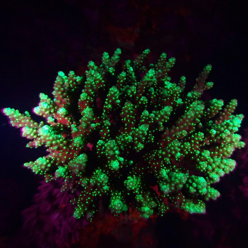 Steinkoralle unter UV-Licht in Coraya-Bay, #steinkoralle #biofluoreszenz #uvlicht, Coraya Divers, Coraya Bay, Marsa Alam, Ägypten, El Quseir bis Port Ghalib