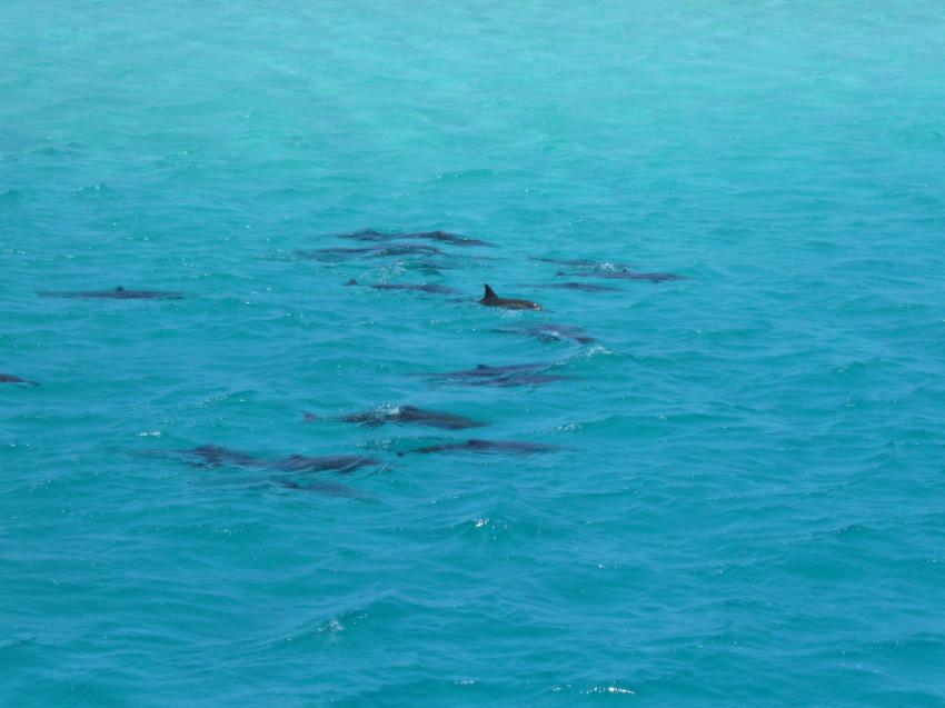 Orca Dive Club Wadi Lahmy Azur / bei Hamata