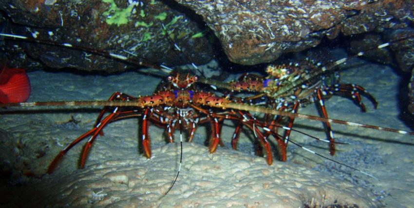 Lobster in der inneren Höhle der Cathedral