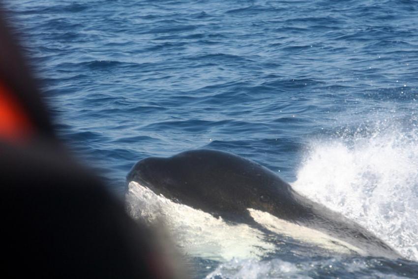 Einer von insgesamt 5 Orcas, Dive Expert-Tours ,   Südafrika, Südafrika