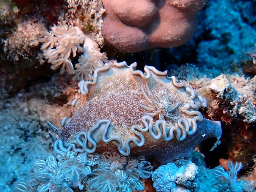 Atlantik Diving Center, Ägypten, El Quseir bis Port Ghalib