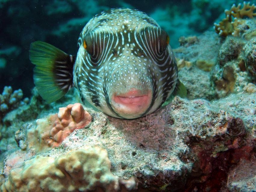 Kugelfisch zeigt sein Maul