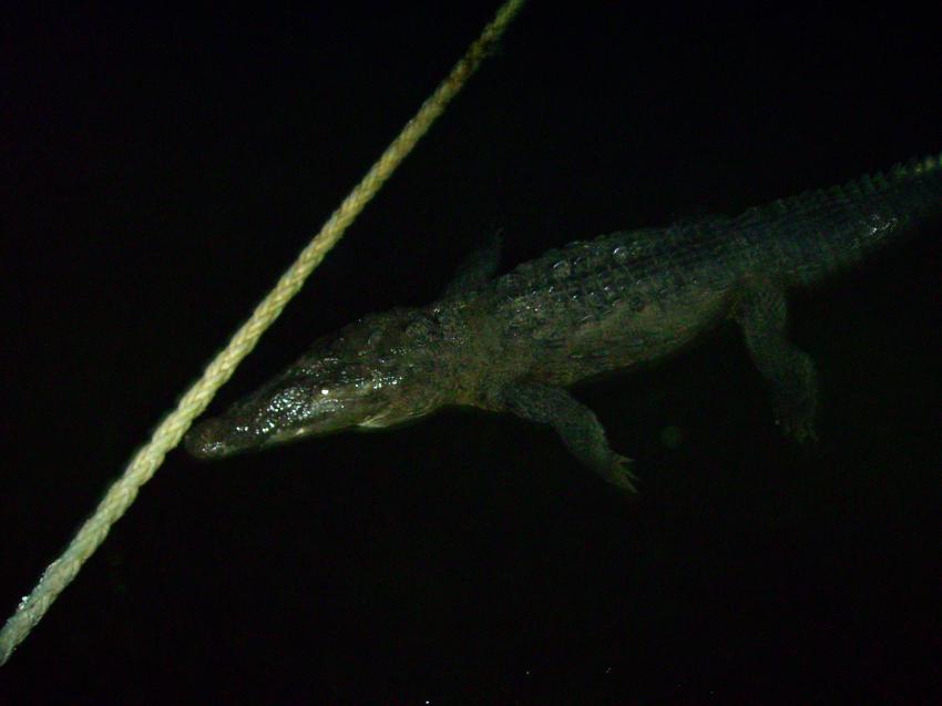 Krokodil bei Nacht