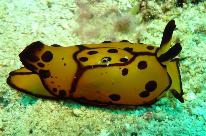 Bei den Cocktail Divers im Garden of Eden, Mindoro,Philippinen