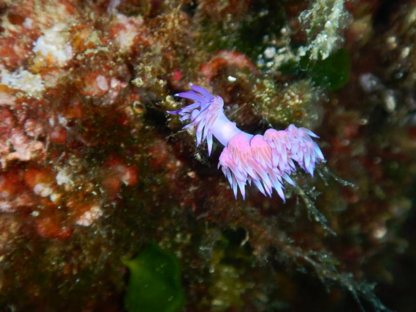 Flabellina, Archipel Plongée, Marseille, Frankreich