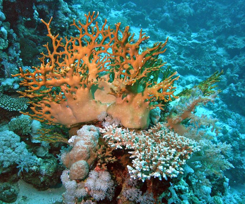 Safaga 01/2011 Teil 3, Safaga - allgemein,Ägypten