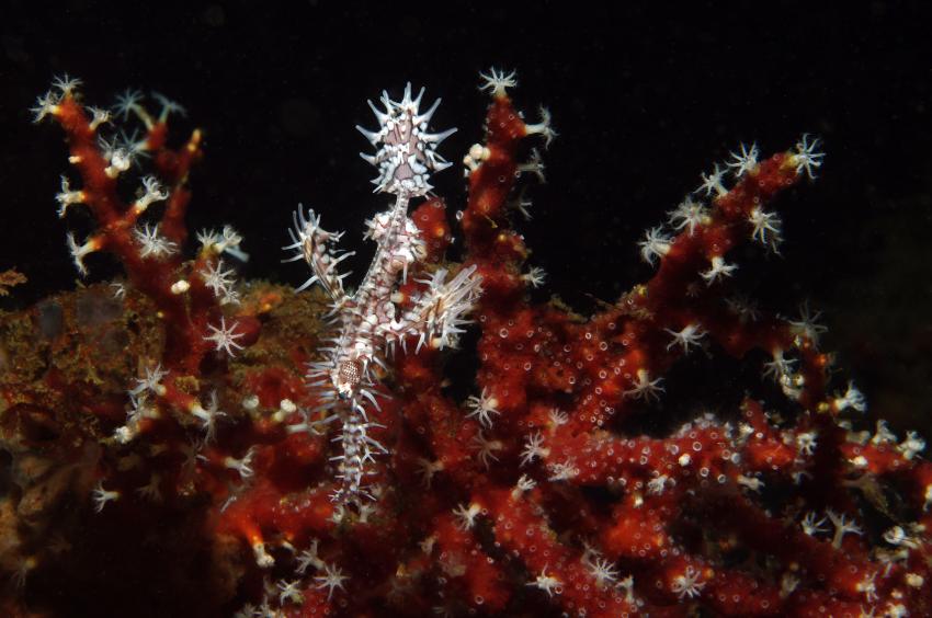 Diverse Tauchplätze. Unterkunft/Tauchschule Bastianos Resort, Lembeh, Lembeh Strait,Nord Sulawesi,Indonesien,Ornament-Geisterpfeifenfisch