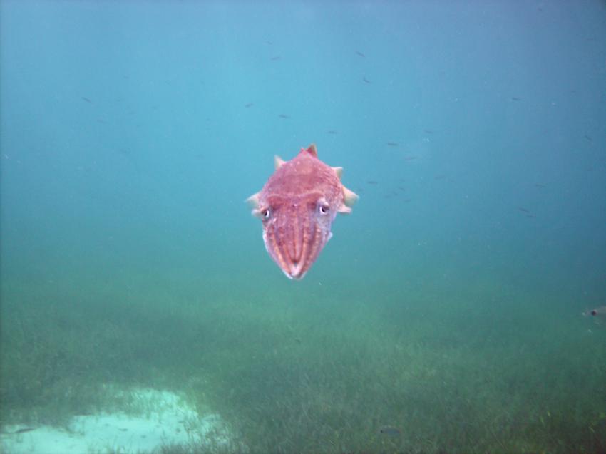 Halkidiki - Athos, Halkidiki - Athos,Griechenland