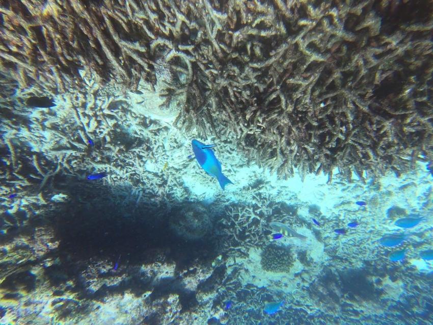 Dive Resort Seychelles, Mahé, Seychellen