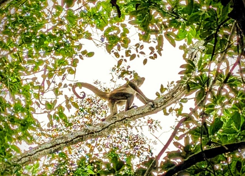 Diving Caves, Playa del Carmen, Mexiko