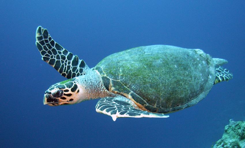 Safaga 01/2011 Teil 2, Safaga - allgemein,Ägypten