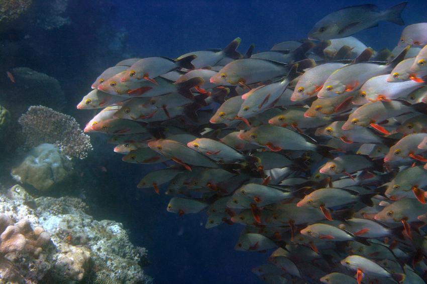 Sipadan, Sipadan,Malaysia,Schwarmfische