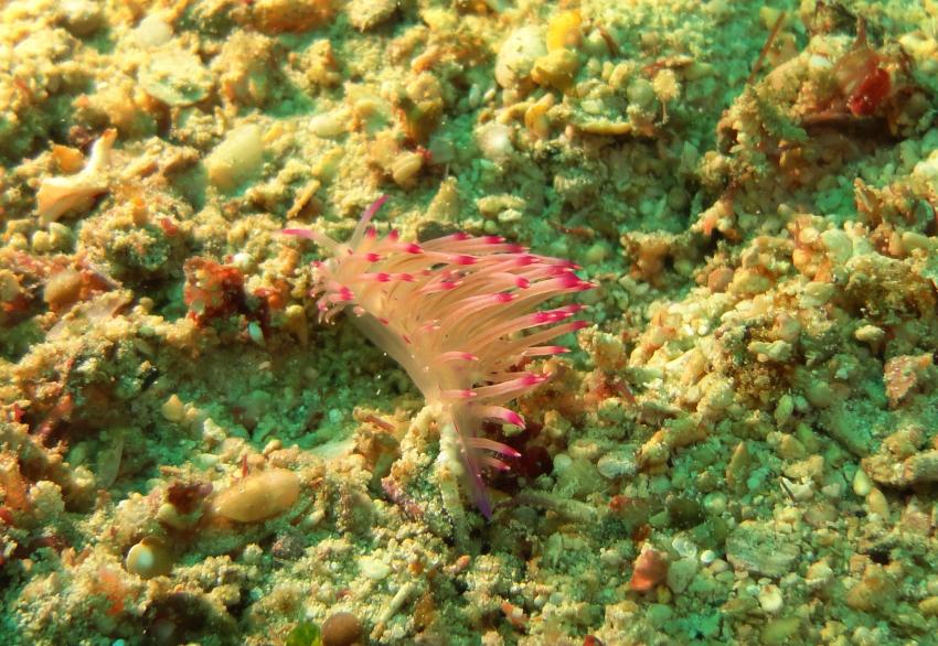 Bei den Cocktail Divers im Garden of Eden, Mindoro,Philippinen