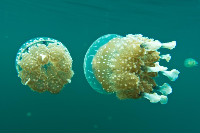 jellyfish lake - Quallen-See - nicht nesselnd, snorkeling schnorcheln quallen, Lavana Dive & Nature Resort, Pulau Unauna, Indonesien, Sulawesi