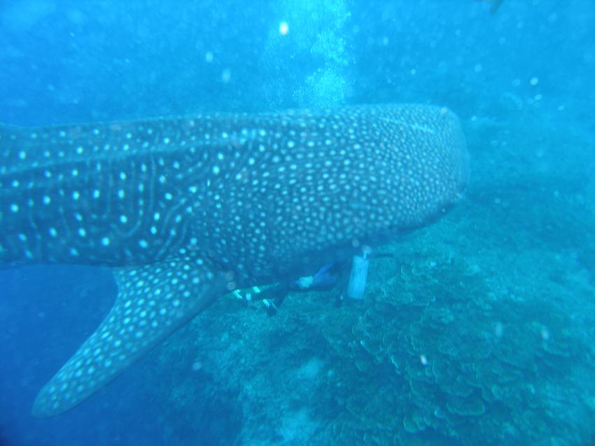 Whale Sharks in Pescador Moalboal, Moalboal,Philippinen