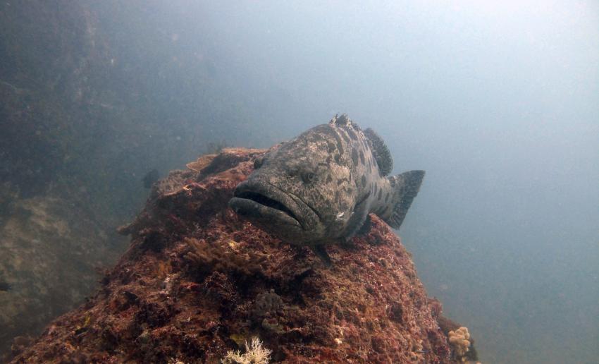 Dive Planet Mafia Island , Tansania