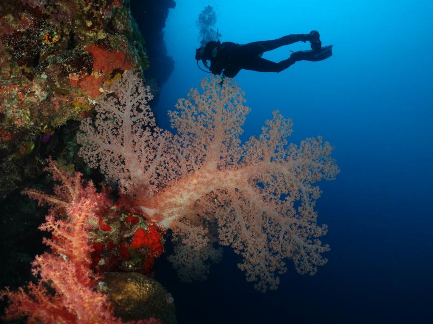 Rotes Meer, Korallen, Taucher Gegenlicht, Farasan Banks, M/Y Almonda, Saudi-Arabien