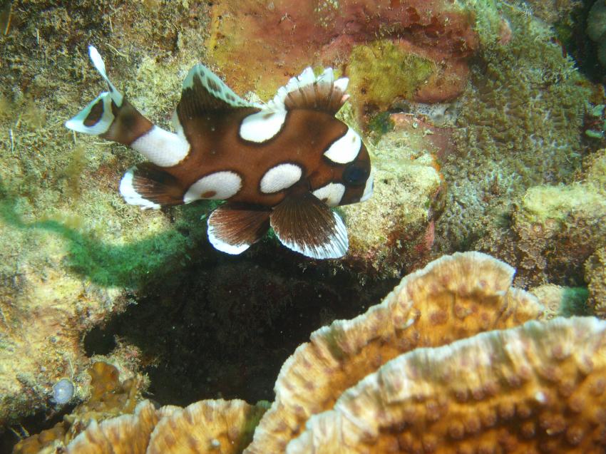 Siquijor, Siquijor,Philippinen,Anemonenfisch